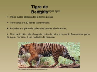 Tigre de
                                Bengala tigris tigris
                                   Panthera

 Pêlos curtos alaranjados e listras pretas;

 Tem cerca de 20 listras transversais;

 As patas e a parte de baixo das pernas são brancas;

 Com tanto pêlo, ele não gosta muito de calor e no verão fica sempre perto
da água. Por isso, é um nadador de primeira.




          http://vidaanimal.hdfree.com.br/bichos/tigreb9.jpg
 