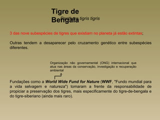 Tigre de
                       Bengala tigris tigris
                          Panthera


3 das nove subespécies de tigres que existiam no planeta já estão extintas;

Outras tendem a desaparecer pelo cruzamento genético entre subespécies
diferentes.


                      Organização não governamental (ONG) internacional que
                      atua nas áreas da conservação, investigação e recuperação
                      ambiental


Fundações como a World Wide Fund for Nature (WWF, "Fundo mundial para
a vida selvagem e natureza") tomaram a frente da responsabilidade de
propiciar a preservação dos tigres, mais especificamente do tigre-de-bengala e
do tigre-siberiano (ainda mais raro).
 
