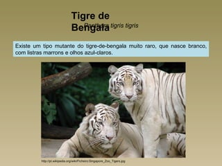 Tigre de
                               Bengala tigris tigris
                                  Panthera


Existe um tipo mutante do tigre-de-bengala muito raro, que nasce branco,
com listras marrons e olhos azul-claros.




         http://pt.wikipedia.org/wiki/Ficheiro:Singapore_Zoo_Tigers.jpg
 