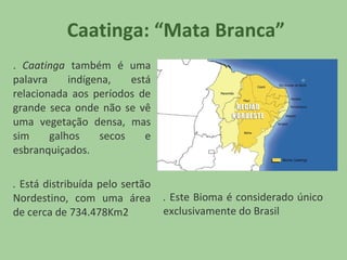 Caatinga: “Mata Branca”
. Caatinga também é uma
palavra
indígena,
está
relacionada aos períodos de
grande seca onde não se vê
uma vegetação densa, mas
sim
galhos
secos
e
esbranquiçados.
. Está distribuída pelo sertão
Nordestino, com uma área
de cerca de 734.478Km2

. Este Bioma é considerado único
exclusivamente do Brasil

 