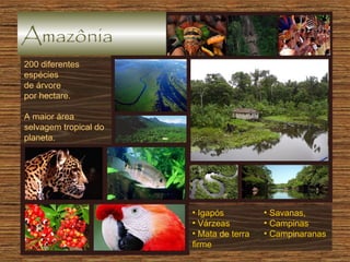 Amazônia
200 diferentes
espécies
de árvore
por hectare.
A maior área
selvagem tropical do
planeta.

• Igapós
• Várzeas
• Mata de terra
firme

• Savanas,
• Campinas
• Campinaranas

 