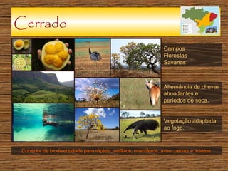 Cerrado
Campos
Florestas
Savanas

Alternância de chuvas
abundantes e
períodos de seca.
Vegetação adaptada
ao fogo.

Corredor de biodiversidade para répteis, anfíbios, mamíferos, aves, peixes e insetos.

 