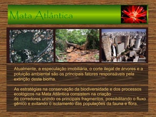 Mata Atlântica

Atualmente, a especulação imobiliária, o corte ilegal de árvores e a
poluição ambiental são os principais fatores responsáveis pela
extinção deste bioma.
As estratégias na conservação da biodiversidade e dos processos
ecológicos na Mata Atlântica consistem na criação
de corredores unindo os principais fragmentos, possibilitando o fluxo
gênico e evitando o isolamento das populações da fauna e flora.

 