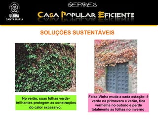 SOLUÇÕES SUSTENTÁVEIS  SANTA MARIA Falsa-Vinha muda a cada estação: é verde na primavera e verão, fica vermelha no outono e perde totalmente as folhas no inverno   No verão, suas folhas verde-brilhantes protegem as construções do calor excessivo.   