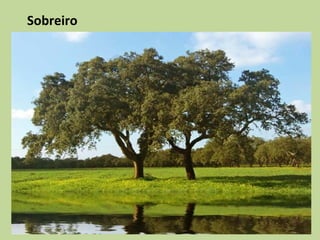 Sobreiro
 