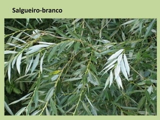 Salgueiro-branco
 