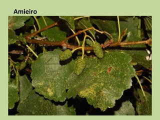 Amieiro
 