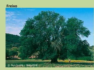 Freixo
 