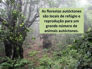 As florestas autóctones
são locais de refúgio e
reprodução para um
grande número de
animais autóctones.
 