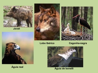 Javali
Lobo Ibérico Cegonha-negra
Águia real
Águia de bonelli
 
