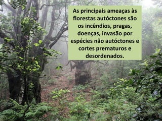 As principais ameaças às
florestas autóctones são
os incêndios, pragas,
doenças, invasão por
espécies não autóctones e
cortes prematuros e
desordenados.
 