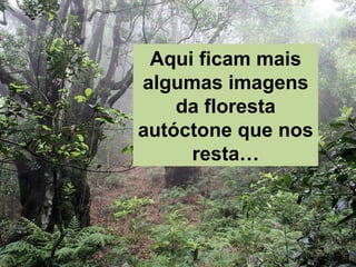 Aqui ficam mais
algumas imagens
da floresta
autóctone que nos
resta…
 