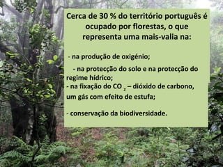 Cerca de 30 % do território português é
ocupado por florestas, o que
representa uma mais-valia na:
- conservação da biodiversidade.
- na produção de oxigénio;
- na fixação do CO 2
– dióxido de carbono,
um gás com efeito de estufa;
- na protecção do solo e na protecção do
regime hídrico;
 