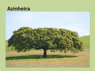 Azinheira
 