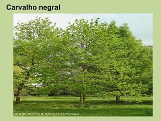 Carvalho negral
 