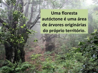 Uma floresta
autóctone é uma área
de árvores originárias
do próprio território.
 