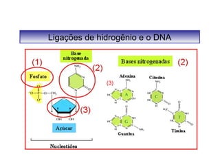 Ligações de hidrogênio e o DNA 
(3) 
 