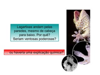 Lagartixas andam pelas 
paredes, mesmo de cabeça 
para baixo. Por quê? 
Seriam ventosas poderosas? 
… ou haveria uma explicação química? 
 