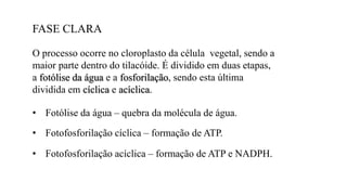 FASE CLARA
• Fotólise da água – quebra da molécula de água.
• Fotofosforilação cíclica – formação de ATP.
• Fotofosforilação acíclica – formação de ATP e NADPH.
O processo ocorre no cloroplasto da célula vegetal, sendo a
maior parte dentro do tilacóide. É dividido em duas etapas,
a fotólise da água e a fosforilação, sendo esta última
dividida em cíclica e acíclica.
 