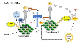 H2O
Complexo de
citocromos
H+
H+
H+
ADP + P ATP
H+
2H+
+
¹/2 O2
2e-
2e-
Energia
luminosa
Energia
luminosa
NADP+
+
H+
NADPH
Ciclo de
Calvin
Clorofilas
FASE CLARA
fiofitina
plastoquinona
plastocianina
 