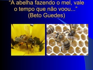 “ A abelha fazendo o mel, vale o tempo que não voou...”  (Beto Guedes) 