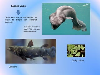 Celacanto Ginkgo biloba  Espécie marítima com  160 cm de comprimento. Fósseis vivos Seres vivos que se mantiveram  ao longo do tempo sem sofrerem evolução. 
