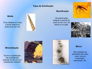 Tipos de fossilização Mineralização Mumificação Molde Marca Fica moldada na rocha a forma interna ou externa do ser vivo. Ocorre a substituição das substâncias originais do ser vivo por substâncias minerais. São vestígios da actividade dos seres vivos, como a locomoção, reprodução, etc. Há preservação integral ou parcial do corpo do ser vivo, em resina ou no gelo. 