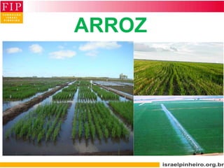 ARROZ
 