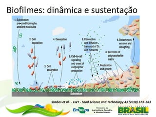 Simões et al. - LWT - Food Science and Technology 43 (2010) 573–583
Biofilmes: dinâmica e sustentação
 