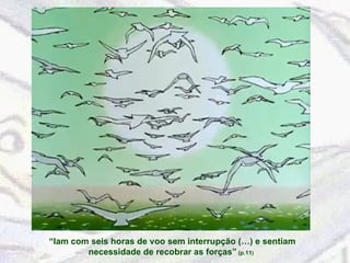 “ Iam com seis horas de voo sem interrupção (…) e sentiam necessidade de recobrar as forças”  (p.11 )   