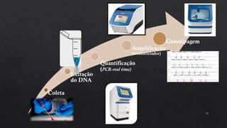 23
Coleta
Extração
do DNA
Quantificação
(PCR-real time)
Amplificação
(termociclador)
Genotipagem
 