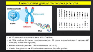 7
o O DNA encontra-se no núcleo e mitocôndrias;
o O DNA nuclear divide-se em cromossomos: 22 pares autossômicos e 2 sexuais (46
no total) → células diplóide;
o Gametas são haplóides: 23 cromossomos no total;
o Fusão dos gametas → 50% dos cromossomos de cada genitor.
 