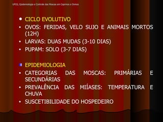 UFCG, Epidemiologia e Controle das Moscas em Caprinos e Ovinos CICLO EVOLUTIVO   OVOS: FERIDAS, VELO SUJO E ANIMAIS MORTOS (12H) LARVAS: DUAS MUDAS (3-10 DIAS) PUPAM: SOLO (3-7 DIAS) EPIDEMIOLOGIA CATEGORIAS DAS MOSCAS: PRIMÁRIAS E SECUNDÁRIAS PREVALÊNCIA DAS MIÍASES: TEMPERATURA E CHUVA SUSCETIBILIDADE DO HOSPEDEIRO 