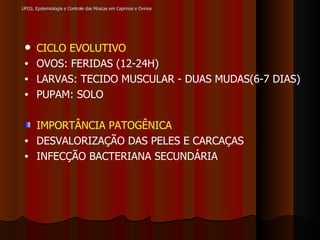 UFCG, Epidemiologia e Controle das Moscas em Caprinos e Ovinos CICLO EVOLUTIVO   OVOS: FERIDAS (12-24H) LARVAS: TECIDO MUSCULAR - DUAS MUDAS(6-7 DIAS) PUPAM: SOLO IMPORTÂNCIA PATOGÊNICA DESVALORIZAÇÃO DAS PELES E CARCAÇAS INFECÇÃO BACTERIANA SECUNDÁRIA 