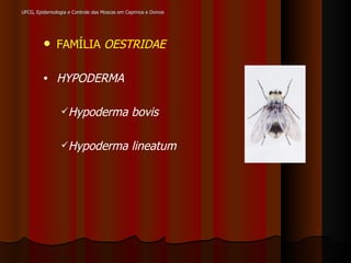 UFCG, Epidemiologia e Controle das Moscas em Caprinos e Ovinos FAMÍLIA  OESTRIDAE HYPODERMA Hypoderma bovis Hypoderma lineatum 