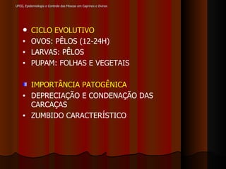 UFCG, Epidemiologia e Controle das Moscas em Caprinos e Ovinos CICLO EVOLUTIVO   OVOS: PÊLOS (12-24H) LARVAS: PÊLOS PUPAM: FOLHAS E VEGETAIS IMPORTÂNCIA PATOGÊNICA DEPRECIAÇÃO E CONDENAÇÃO DAS CARCAÇAS ZUMBIDO CARACTERÍSTICO 