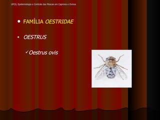 UFCG, Epidemiologia e Controle das Moscas em Caprinos e Ovinos FAMÍLIA  OESTRIDAE OESTRUS Oestrus ovis 