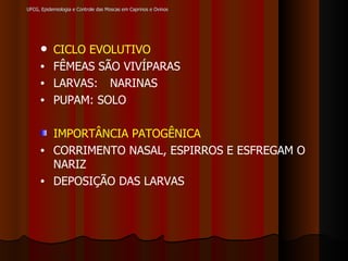 UFCG, Epidemiologia e Controle das Moscas em Caprinos e Ovinos CICLO EVOLUTIVO   FÊMEAS SÃO VIVÍPARAS LARVAS:  NARINAS PUPAM: SOLO IMPORTÂNCIA PATOGÊNICA CORRIMENTO NASAL, ESPIRROS E ESFREGAM O NARIZ DEPOSIÇÃO DAS LARVAS 
