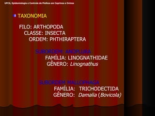 TAXONOMIA FILO: ARTHOPODA CLASSE: INSECTA ORDEM: PHTHIRAPTERA SUBORDEM: ANOPLURA FAMÍLIA: LINOGNATHIDAE GÊNERO:  Linognathus SUBORDEM MALLOPHAGA    FAMÍLIA: TRICHODECTIDA     GÊNERO:  Damalia  ( Bovicola) UFCG, Epidemiologia e Controle de Piolhos em Caprinos e Ovinos 