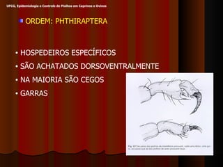 ORDEM: PHTHIRAPTERA  HOSPEDEIROS ESPECÍFICOS SÃO ACHATADOS DORSOVENTRALMENTE  NA MAIORIA SÃO CEGOS GARRAS UFCG, Epidemiologia e Controle de Piolhos em Caprinos e Ovinos 