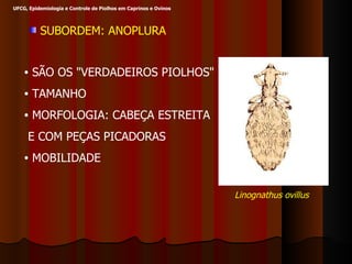 SUBORDEM: ANOPLURA SÃO OS  " VERDADEIROS PIOLHOS " TAMANHO MORFOLOGIA: CABEÇA ESTREITA E COM PEÇAS PICADORAS MOBILIDADE Linognathus ovillus UFCG, Epidemiologia e Controle de Piolhos em Caprinos e Ovinos 