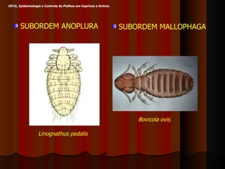 SUBORDEM ANOPLURA SUBORDEM MALLOPHAGA Linognathus pedalis Bovicola ovis UFCG, Epidemiologia e Controle de Piolhos em Caprinos e Ovinos 