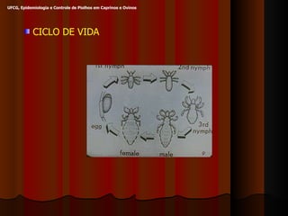 CICLO DE VIDA UFCG, Epidemiologia e Controle de Piolhos em Caprinos e Ovinos 