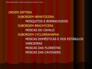 ORDEM DIPTERA SUBORDEM NEMATOCERA MOSQUITOS E BORRACHUDOS SUBORDEM BRACHYCERA MOSCAS DO CAVALO SUBORDEM CYCLORRAHAPHA MOSCAS DOMÉSTICAS E DOS ESTÁBULOS VAREJEIRAS MOSCAS DAS FLORESTAS  MOSCAS DAS CAVIDADES UFCG, Epidemiologia e Controle das Moscas em Caprinos e ovinos 