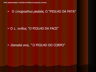 O  L. ovillus , “O PIOLHO DA FACE” Damalia ovis, “  O PIOLHO DO CORPO” UFCG, Epidemiologia e Controle de Piolhos em Caprinos e Ovinos O  Linognathus pedalis , O “PIOLHO DA PATA”  