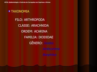 UFCG, Epidemiologia e Controle de Carrapatos em Caprinos e Ovinos  TAXONOMIA FILO: ARTHROPODA CLASSE: ARACHNIDA ORDEM: ACARINA FAMILIA: IXODIDAE GÊNERO:  Ixodes Ambyomma Boophilus 