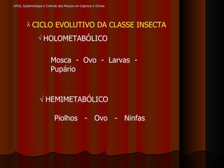 UFCG, Epidemiologia e Controle das Moscas em Caprinos e Ovinos CICLO EVOLUTIVO DA CLASSE INSECTA HOLOMETABÓLICO Mosca  -  Ovo  -  Larvas  -  Pupário    HEMIMETABÓLICO Piolhos  -  Ovo  -  Ninfas 