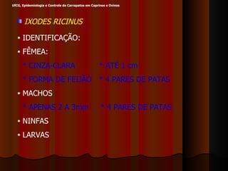 IXODES RICINUS IDENTIFICAÇÃO: FÊMEA:  * CINZA-CLARA  * ATÉ 1 cm * FORMA DE FEIJÃO  * 4 PARES DE PATAS MACHOS  * APENAS 2 A 3mm  * 4 PARES DE PATAS NINFAS LARVAS UfCG, Epidemiologia e Controle de Carrapatos em Caprinos e Ovinos  