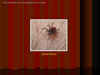 IXODES RICINUS UFCG, Epidemiologia e Controle de Carrapatos em Caprinos e Ovinos 