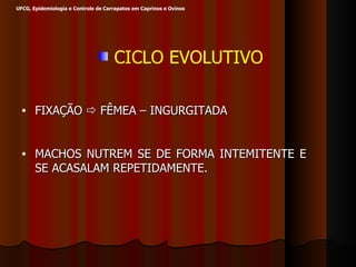 CICLO EVOLUTIVO UFCG, Epidemiologia e Controle de Carrapatos em Caprinos e Ovinos FIXAÇÃO    FÊMEA – INGURGITADA MACHOS NUTREM SE DE FORMA INTEMITENTE E SE ACASALAM REPETIDAMENTE. 